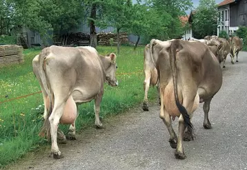 Les meilleurs élevages produisent jusqu’à 10 000 litres de lait par vache et par an et le lait de Brune contribue grandement à la renommée des fromages AOC de Bourgogne.
