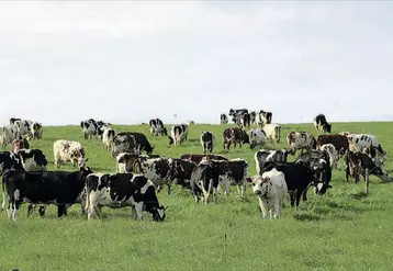 Le projet Life Carbon Dairy a permis de mettre en avant les contributions positives des élevages pour montrer leurs atouts.