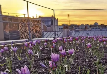 En septembre, une safranière a vu le jour sur les toits du centre commercial de la Part-Dieu à Lyon. Le crocus sativus (crocus à safran) s'adapte facilement à l'agriculture urbaine.