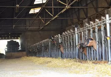 L’ancienne bergerie a été réaménagée par les éleveurs pour accueillir 175 chèvres en production laitière.