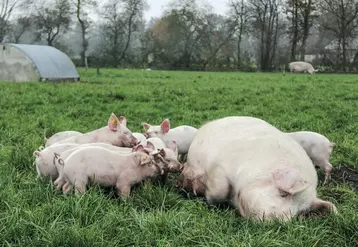 Mi-novembre 2020, l’association sanitaire porcine de Nouvelle-Aquitaine (Aspna) était créée. Son président Didier Guillaume, éleveur porcin en Charente, revient sur la genèse et les missions de l’association.