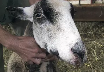 Parmi les symptômes de la FCO chez les ovins : une salivation importante. La langue peut vite enfler, devenir cyanosée et pendre hors de la bouche.