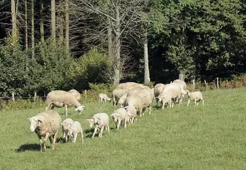 Le projet Écolagno vise à étudier l’incidence sur l’exploitation et l’acceptabilité par le consommateur d’une viande d’agneau produite selon des pratiques agroécologiques.