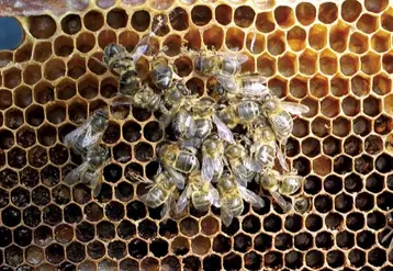 Dans la zone du mont Lozère, pour contrer ce prédateur qui fait des ravages dans les ruchers, la communauté de communes Cévennes-au-mont-Lozère a lancé une campagne de piégeage, en collaboration avec le GDSA 48, le syndicat apicole Lozère Terre de miels et le PNC.