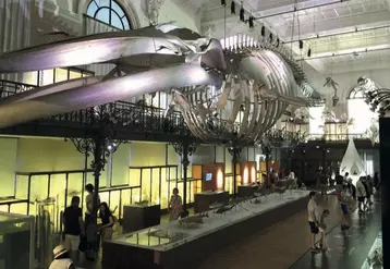 Située dans l’aile ouest, la salle de la baleine met en lumière un ensemble de squelettes de mammifères marins dont celui du plus grand spécimen conservé par le musée : un rorqual de plus de 18 mètres de long.