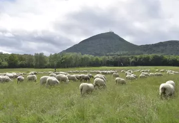 L’estive, une pratique répandue sur les pentes du Puy-de-Dôme.