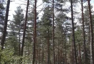Le résultat d’une forêt de pins sur le Causse après une éclaircie.