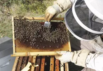 Les conditions de la saison ont aggravé la situation économique des exploitations apicoles européennes, alerte le Copa-Cogeca qui demande des soutiens réglementaires et financiers renforcés face à une concurrence internationale jugée déloyale.
