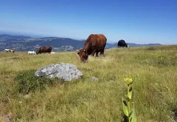 Les vastes étendues d’herbe jouent un rôle de régulation, de filtration des ressources hydriques, s’avèrent de véritables puits de carbone également.