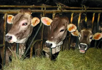 La Commission européenne a décidé le 10 juillet de suspendre les dispositifs de soutien au stockage privé de viandes bovine, ovine et caprine mis en place début mai pour aider ces secteurs à faire face aux conséquences de la pandémie de coronavirus.