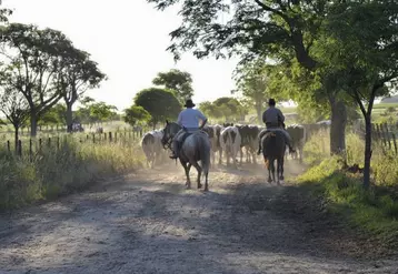 Le cheval reste un outil travail traditionnel dans les immenses exploitations - plusieurs milliers d’hectares - argentines. Mais l’élevage recule aujourd’hui au profit des cultures.
