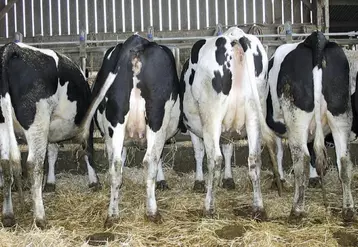 Des conditions climatiques favorables à la production et une consommation en berne engendrent de forts taux de déclassement de lait bio pour Sodiaal, qui a décidé de baisser le prix payé aux éleveurs sur 10 % des volumes.