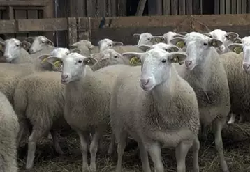 Pour assurer un taux de fertilité correct, la synchronisation des chaleurs est préconisée au printemps pour les agnelles.