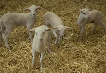 Une aide complémentaire de six euros est maintenue pour les nouveaux producteurs d’ovins.