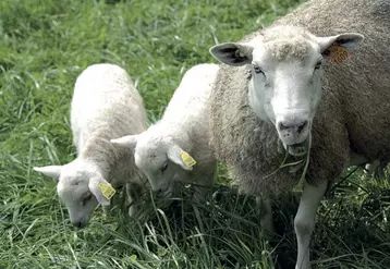 Protection contre les pathogènes et source d’énergie, le colostrum doit être bu rapidement après la naissance.