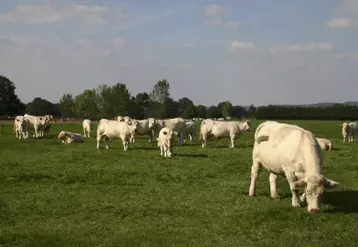 Plusieurs thématiques seront abordées au cours de la session nationale bovine : le Coeur de gamme, la gestion des risques, la communication autour du métier, l'installation, etc.