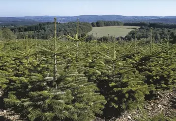 Dans une année 2020 inédite en raison de la crise sanitaire, le sapin de Noël demeure le roi des forêts et des fêtes de fin d’année. En quelques semaines, près de six millions d’arbres sont coupés dans les exploitations françaises.
