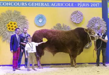 Géant, un taureau cantalo-lozérien sacré grand champion du concours limousin du SIA.