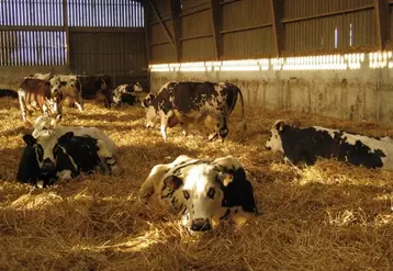 La stabulation libre est le modèle de logement le plus courant et adapté aux animaux hébergés, que ce soit sur litières accumulées pour les vaches allaitantes et les jeunes, ou en logettes pour les vaches laitières.