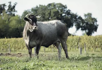 L’égérie du salon est Cerise, une vache bazadaise. Il en existe environ 4 000 en France et une action est menée à travers trois pépinières de génisses pour augmenter le cheptel.