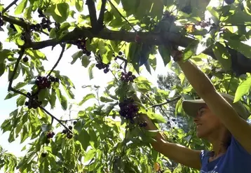 Aurélia Étienne valorise les fruits non récoltés depuis 2015.