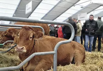 Le Sommet de l’élevage accueillera, en 2017, le concours national limousin.