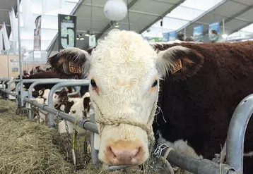 La Hereford est réputée pour sa facilité de conduite.