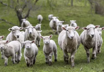 Depuis plus de 30 ans, l’élevage néozélandais est sur le déclin avec un nombre d’éleveurs et d’animaux en baisse constante.