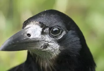 Le corbeau freux a la base du bec blanche et pousse un cri nasillard.