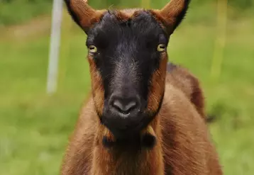 Bien suivre ses chevrettes pour le renouvellement du troupeau.