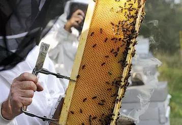 Des rencontres ont relancé les négociations autour du plan pollinisateurs, et éclairci son pilotage. Les détails de l’arrêté « abeilles » révisé, qui n’ont toujours pas été dévoilés, seront envoyés aux parties d’ici le début du mois de mars, ont promis les ministères de l’Agriculture et de l’environnement.