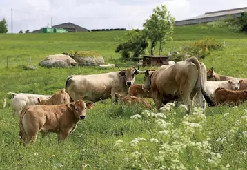 À l'occasion du sommet de l'élevage, la commission du commerce extérieur d'Interbev organisait, le 6 octobre dernier, une table ronde avec les différents acteurs de la filière viande bovine pour débattre de la décapitalisation du cheptel bovin et la diminution de l'offre vers l'export européen.