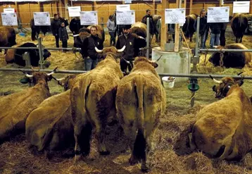 La Lozère a ravi 4 des 16 places réservées à la race Aubrac à l’édition 2022 du salon international de l’agriculture. Le 8 décembre, 28 éleveurs étaient venus présenter 40 bêtes à la journée de présélection qui s’est tenue à Aumont-Aubrac.