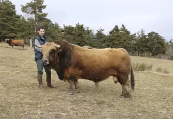 Pour représenter l’Aubrac au SIA, Bertrand Laurens a choisi cette année de présenter son principal taureau : Igloo.