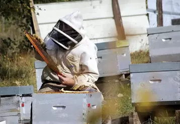 Après une récolte 2020 en demi-teinte, la récolte de miel 2021 s’annonce catastrophique, ont prévenu les syndicats apicoles. Explications en Lozère, où le syndicat apicole a décidé d’annuler son concours départemental des miels à cause, en partie, de cette mauvaise année.