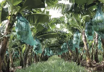 Bananeraie, avec des couverts végétaux, à Capesterre-Belle-Eau, en avril 2017.