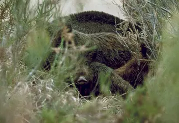 La chasse du sanglier est prolongée jusqu’au 29 février sur quatre pays cynégétiques et sur trois communes.