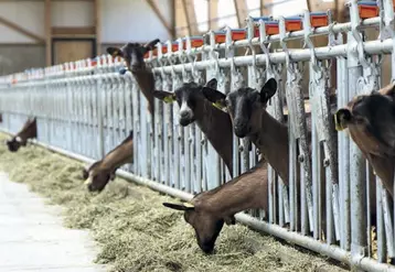 Benoit Albuisson et Loïc Osty sont tous deux producteurs de lait de chèvre bio.