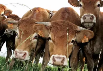 Limousin promotion, qui fédère neuf signes de qualité en viandes de boeuf, porc et agneau, va « renforcer » sa communication, notamment au Salon de l'agriculture.