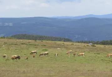 L’agriculture de montagne, bien qu’handicapée par les contraintes physiques, génère une économie à très haute valeur ajoutée.