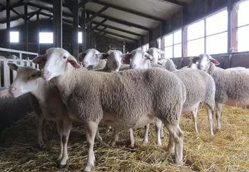 De nombreux dispositifs existent pour aider les agriculteurs en difficulté, que ce soit au niveau de leurs troupeaux ou de la direction de leurs exploitations.