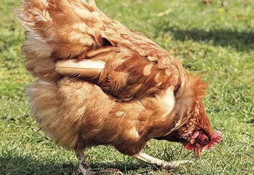 « Nous demandons l'abattage total des vautours », ont plaidé les syndicats FDSEA et JA auprès des services de la préfecture, après la découverte d'un cadavre de vautour mort de la grippe aviaire en Aveyron, le 17 mai. Les résultats ont été confirmés par les analyses du laboratoire de l'Anses.