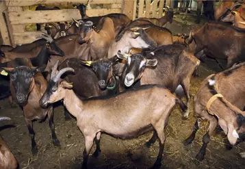 Les éleveurs caprins ont plutôt l’habitude de fabriquer du fromage type Pélardon. Après le confinement, leurs caves sont également pleines de tommes à vendre durant la période estivale.