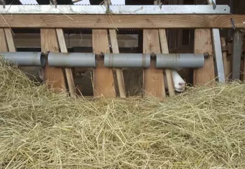 Le lauréat du concours 2017 : un système pour empêcher les agneaux de passer aux cornadis