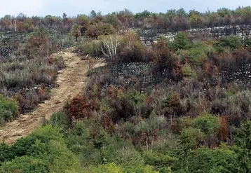 En août 2022, une forêt de pins et de sapins a été la proie des flammes, près de la commune de Montrevel, dans le Jura.