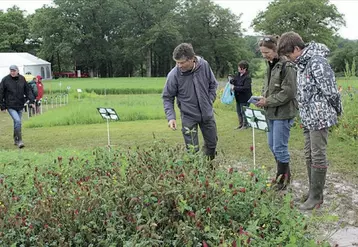 Les éleveurs s’interrogent sur les mélanges à apporter dans leurs prairies afin d’augmenter l’autonomie alimentaire de leur troupeau