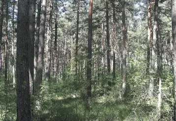 Chaque année la forêt lozérienne produit un million de mètre cube de bois, dont la moitié seulement est récoltée.