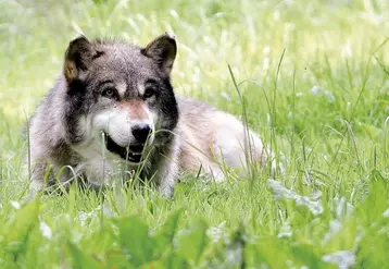 Le plan national d'action sur le loup et les activités d'élevage est en consultation jusqu'au 7 décembre. Un document conforme aux orientations présentées en septembre.