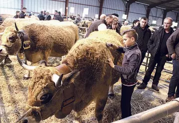 Les animaux en lice pour la sélection au SIA.