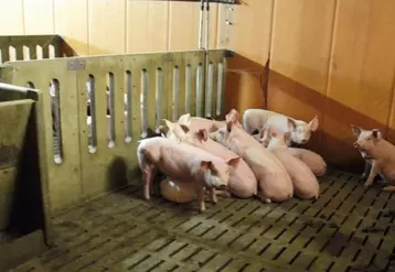 Des porcs engraissés sur la ferme et commercialisés en circuits-courts.
